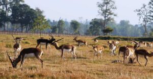 टिकौलीमा कृष्णसार स्थानान्तरण गर्ने तयारी अन्तिम चरणमा