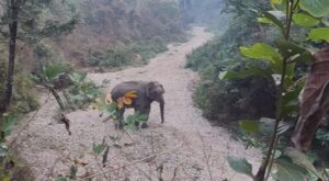 एक महिनापछि माडीगज हात्ती नियन्त्रणमा