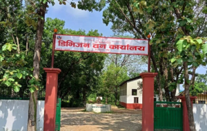 डिभिजन वन कार्यालयद्वारा ४५ अजिङ्गरको उद्धार